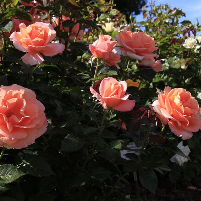 Роза Рене Госсини в горшке - Dolina-Sad.Ru