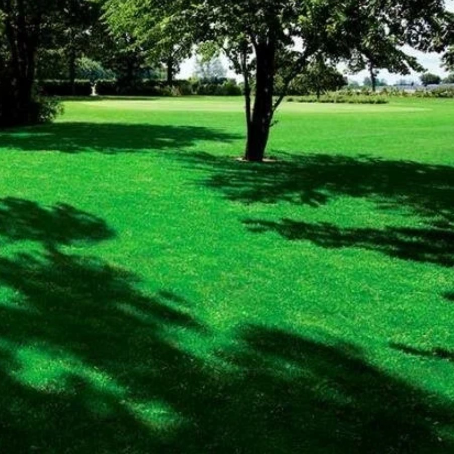 Газонная трава Смесь для теневого участка SHADOW, 1 кг Газонная трава Смесь для теневого участка SHADOW, 1 кг - Dolina-Sad.Ru