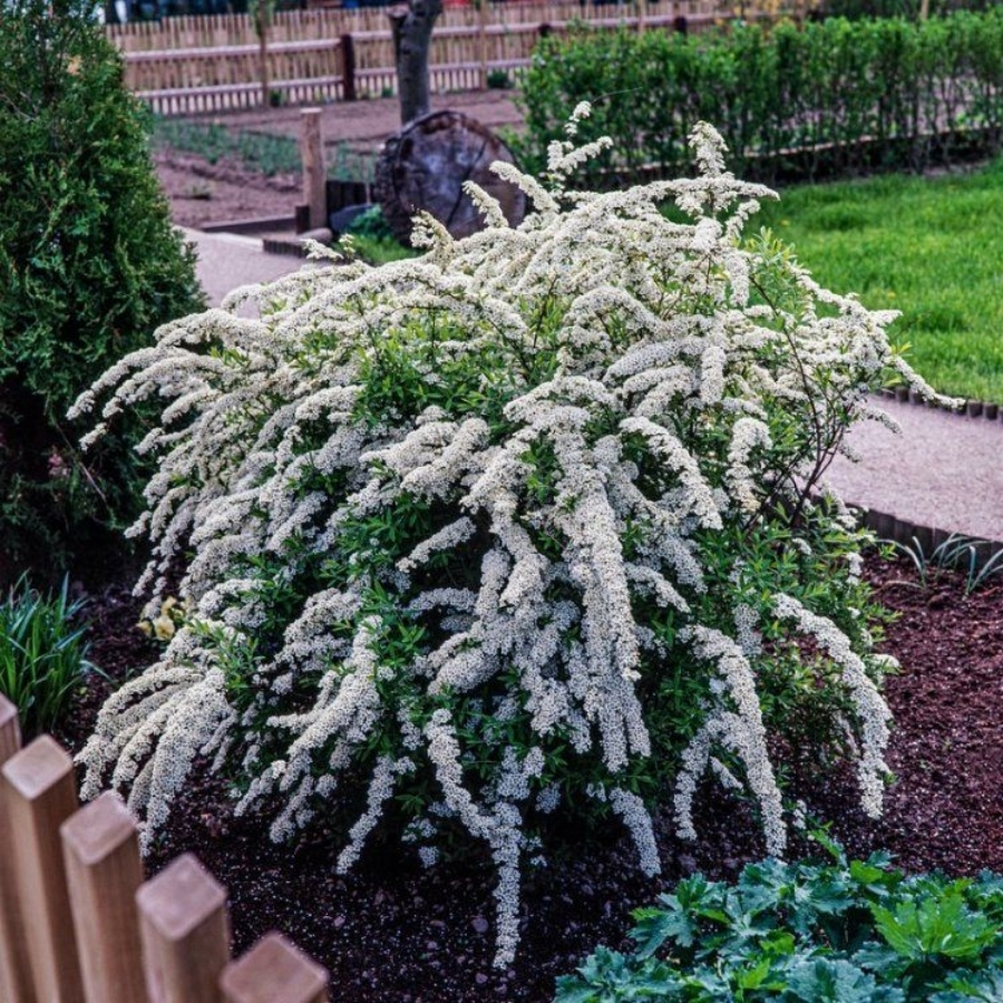 Спирея Аргута, С3 - Dolina-Sad.Ru