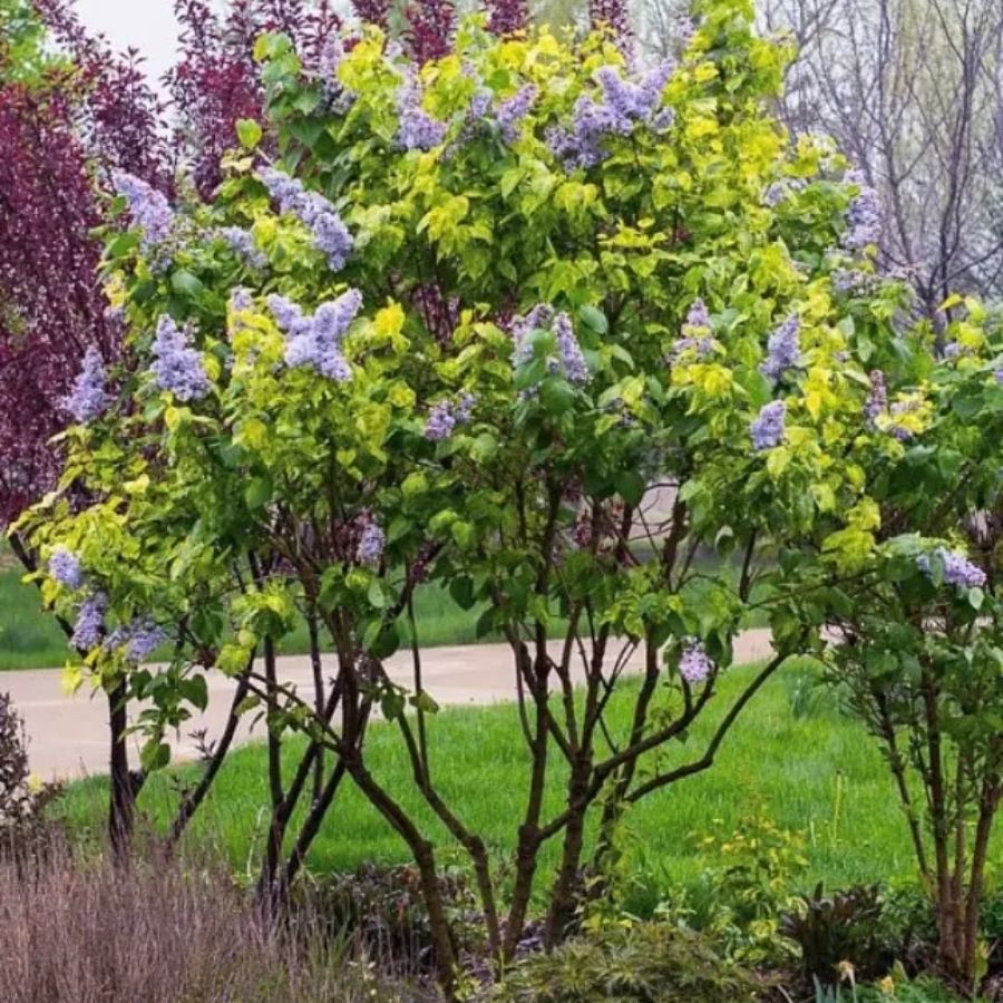 Сирень обыкновенная Аукубафолия, С3 Сирень обыкновенная Аукубафолия, С3 - Dolina-Sad.Ru