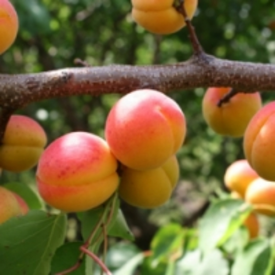 Абрикос Новосадская - Dolina-Sad.Ru