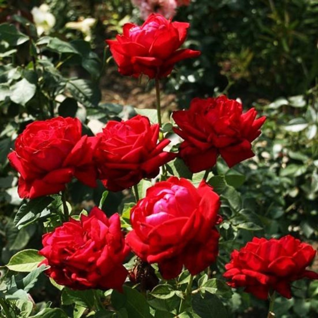 Роза Алматинка в горшке - Dolina-Sad.Ru