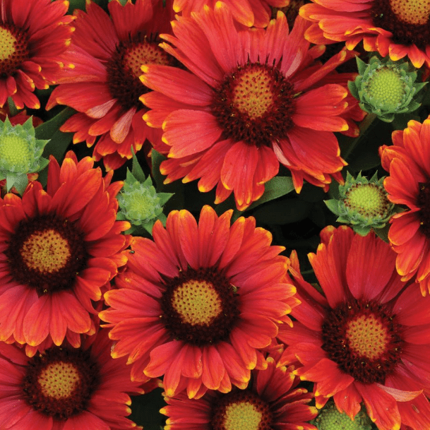 Гайлардия Спинтор Ред , С1,5 Гайлардия Спинтор Ред , С1,5 фото