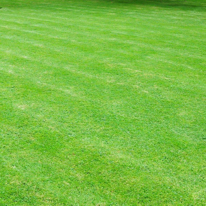 Газонная трава Тенистый парк, 1 кг Газонная трава Тенистый парк, 1 кг - Dolina-Sad.Ru