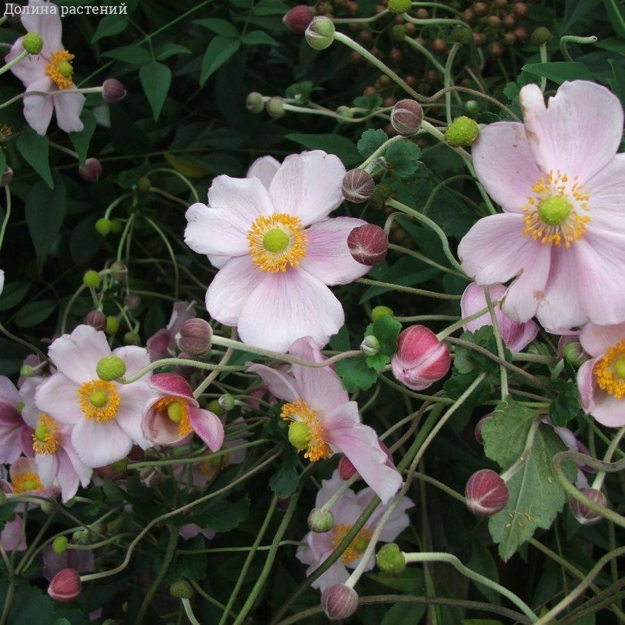 Анемона гибридная Макс Вогель Анемона гибридная Макс Вогель - Dolina-Sad.Ru