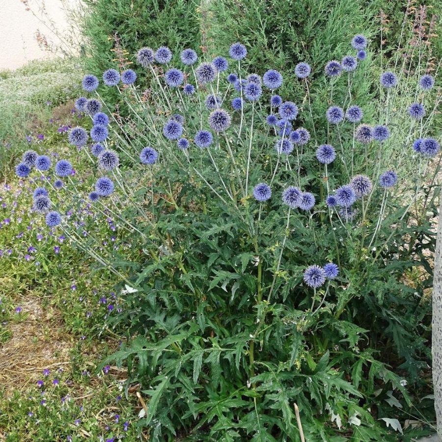 Мордовник обыкновенный - Dolina-Sad.Ru