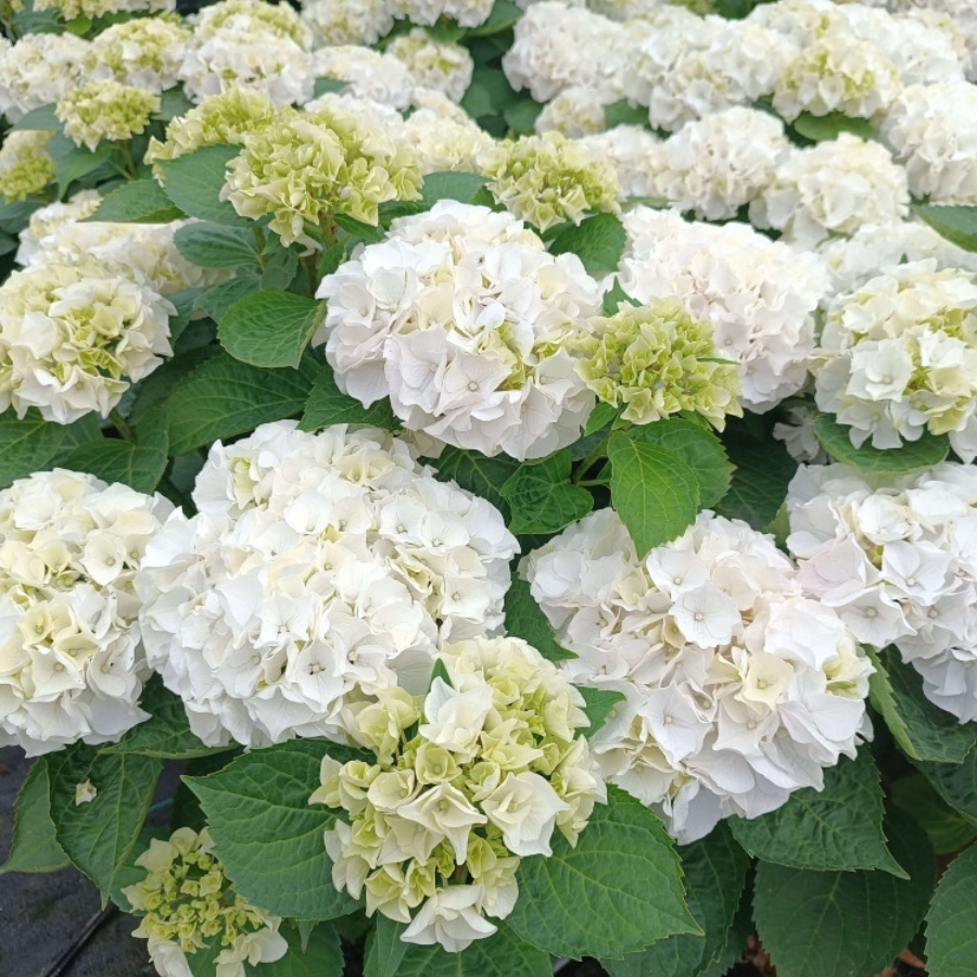 Гортензия крупнолистная Вуде Гортензия крупнолистная Вуде - Dolina-Sad.Ru