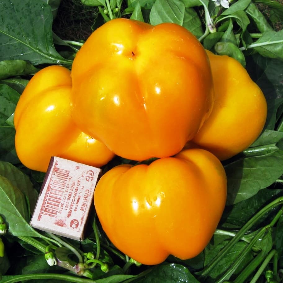 Перец Оранжевый Юбилейный Перец Оранжевый Юбилейный фото