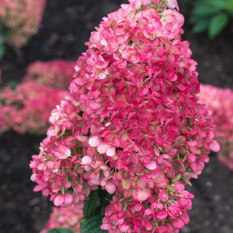 Гортензия метельчатая Стробери Блоссом, С3 - Dolina-Sad.Ru