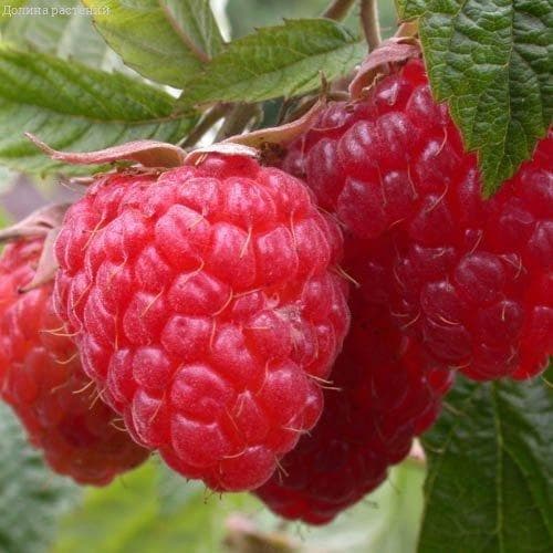 Малина Геракл/Ремонтантная фото