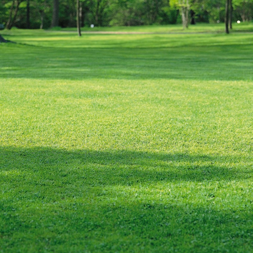 Газонная трава Тенистый парк, 1 кг Газонная трава Тенистый парк, 1 кг - Dolina-Sad.Ru