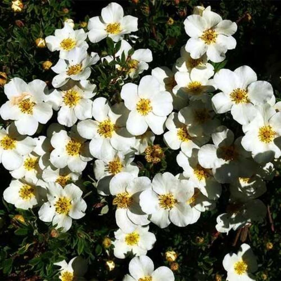 Лапчатка кустарниковая Сноуфлейк, С3 Лапчатка кустарниковая Сноуфлейк, С3 - Dolina-Sad.Ru