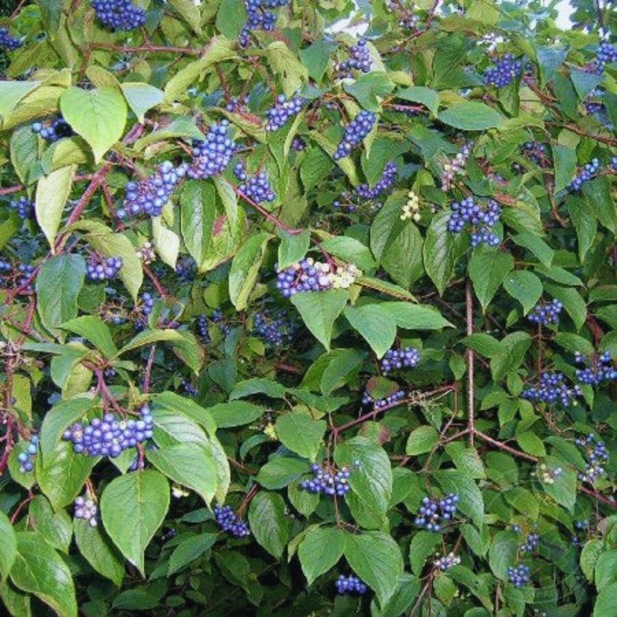 Дерен душистый Блю Клауд, С2 - Dolina-Sad.Ru