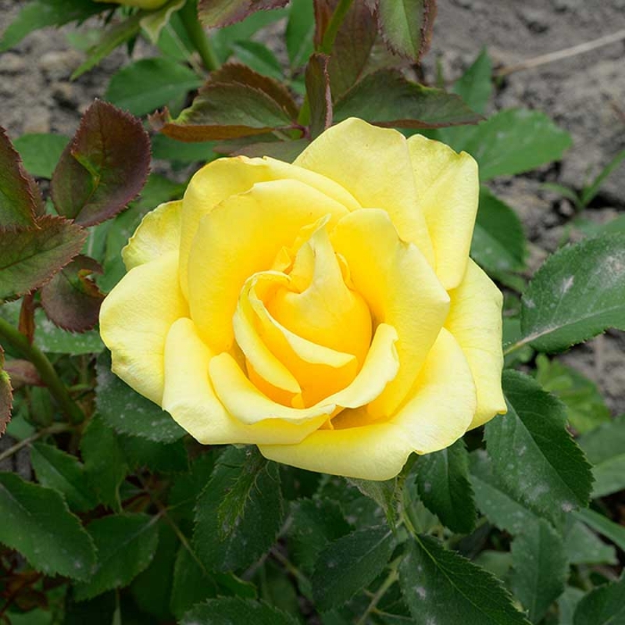 Роза Соуза в горшке - Dolina-Sad.Ru