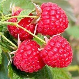 Малина Бабье лето/Ремонтантная Малина Бабье лето/Ремонтантная фото