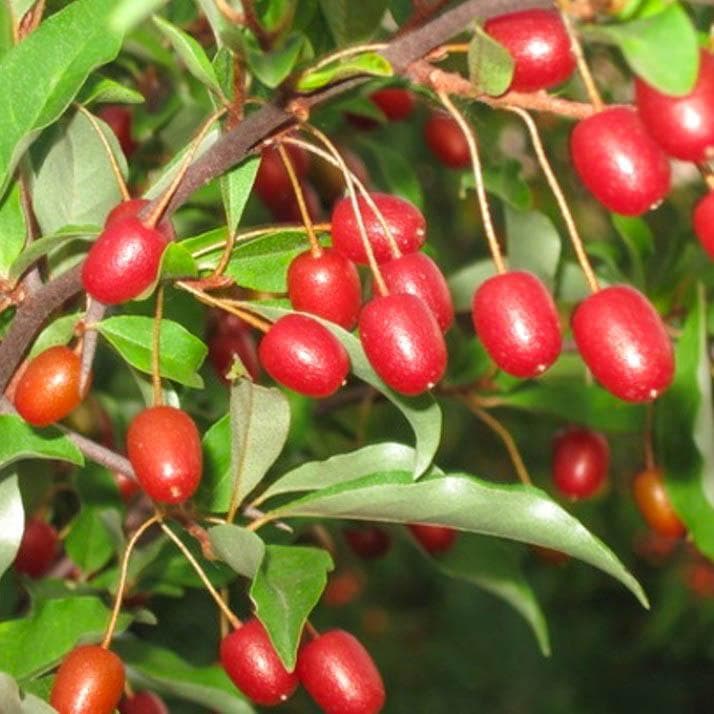 Гумми Монерон Гумми Монерон фото