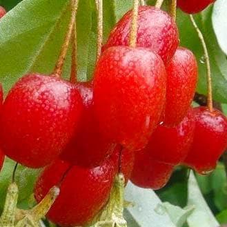 Гумми Монерон Гумми Монерон фото