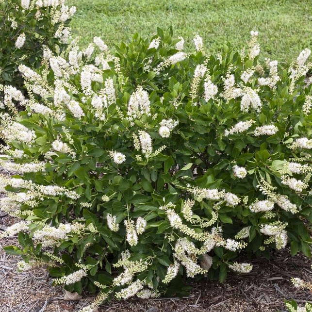 Клетра ольхолистная - Dolina-Sad.Ru