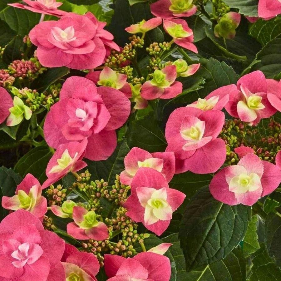 Гортензия крупнолистная Флейм Хот Пинк, С2 Гортензия крупнолистная Флейм Хот Пинк, С2 - Dolina-Sad.Ru