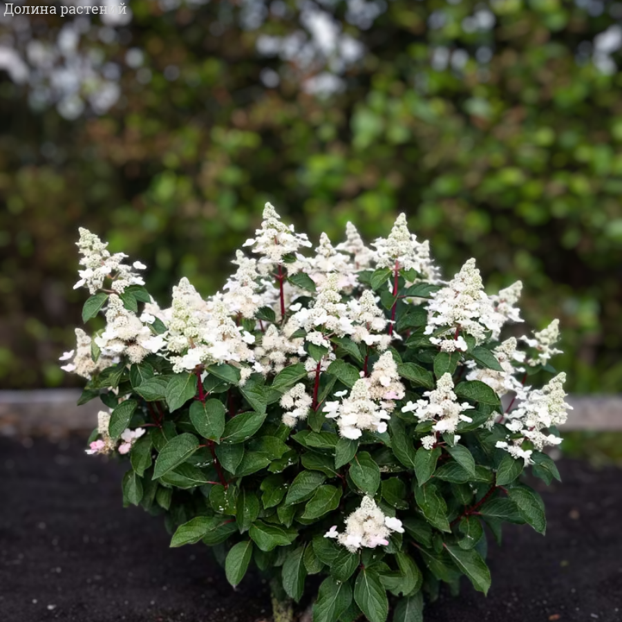 Гортензия метельчатая Инфинити, С2 - Dolina-Sad.Ru