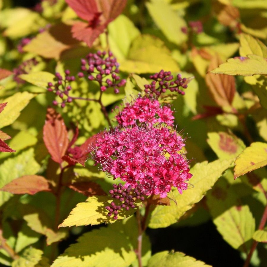 Спирея японская Голден Джек С1,5 Спирея японская Голден Джек С1,5 - Dolina-Sad.Ru