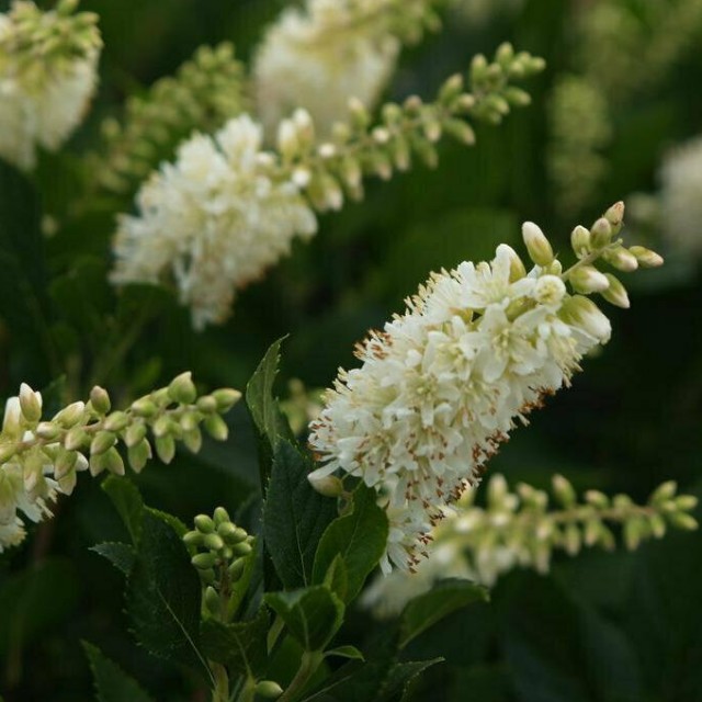 Клетра ольхолистная - Dolina-Sad.Ru