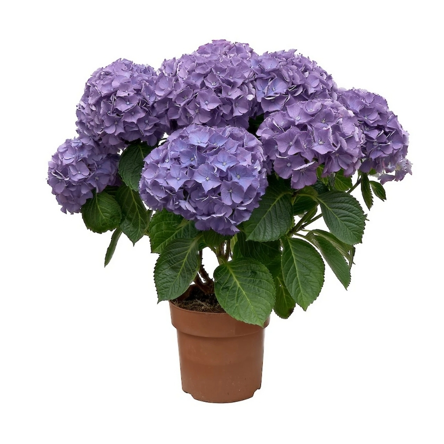 Гортензия крупнолистная Нунки Гортензия крупнолистная Нунки - Dolina-Sad.Ru