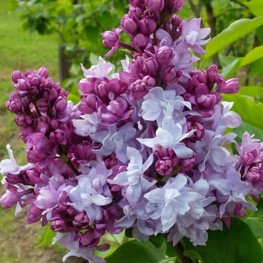 Сирень Катерина Хавемейер, С3 Сирень Катерина Хавемейер, С3 - Dolina-Sad.Ru