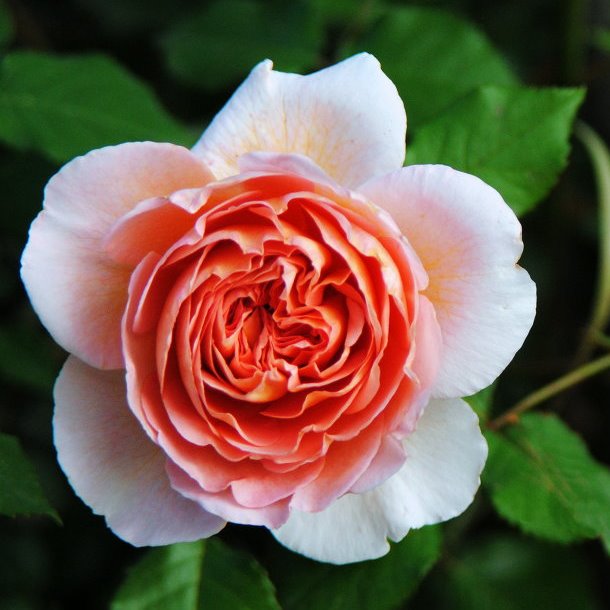 Роза Абрахам Дерби в горшке Роза Абрахам Дерби в горшке - Dolina-Sad.Ru