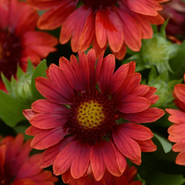 Гайлардия Спинтор Ред , С1,5 Гайлардия Спинтор Ред , С1,5 фото