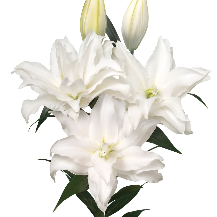 Лилия Роузлили Тирза - Dolina-Sad.Ru