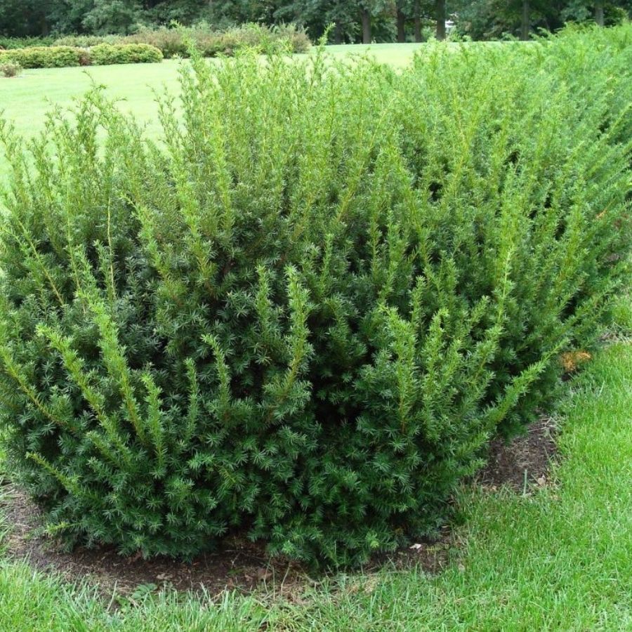 Тиc средний Дензиформис, С3 - Dolina-Sad.Ru