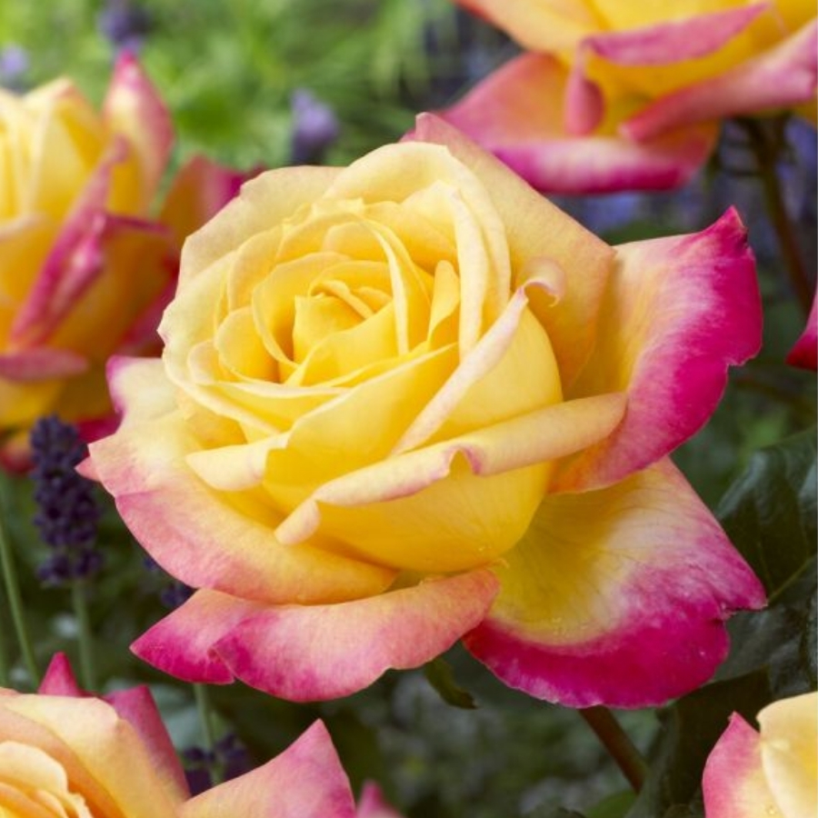 Роза штамбовая Ориент Экспресс - Dolina-Sad.Ru