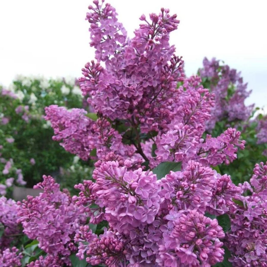 Сирень обыкновенная Аметист, С2 Сирень обыкновенная Аметист, С2 - Dolina-Sad.Ru