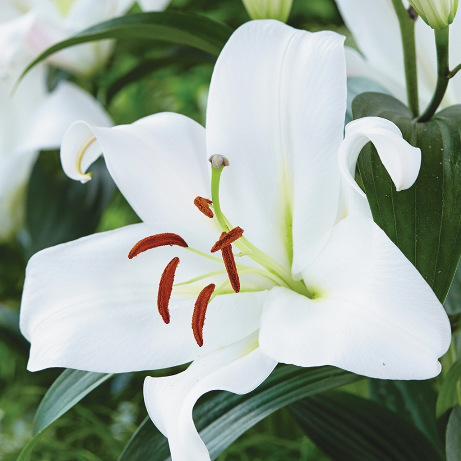 Лилия Замбези - Dolina-Sad.Ru