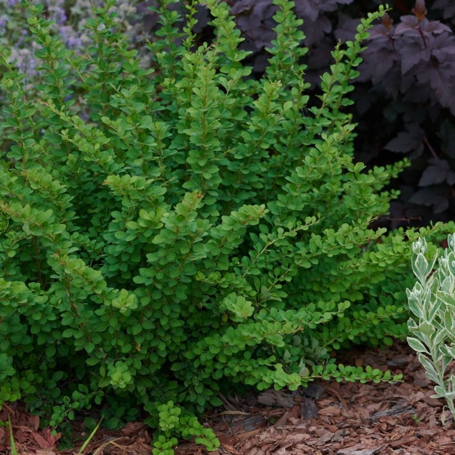 Барбарис Тунберга Грин Орнамент, С2 - Dolina-Sad.Ru