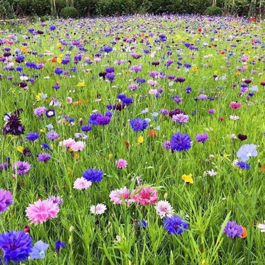 Газонная трава Цветущий луг, 100 гр Газонная трава Цветущий луг, 100 гр - Dolina-Sad.Ru