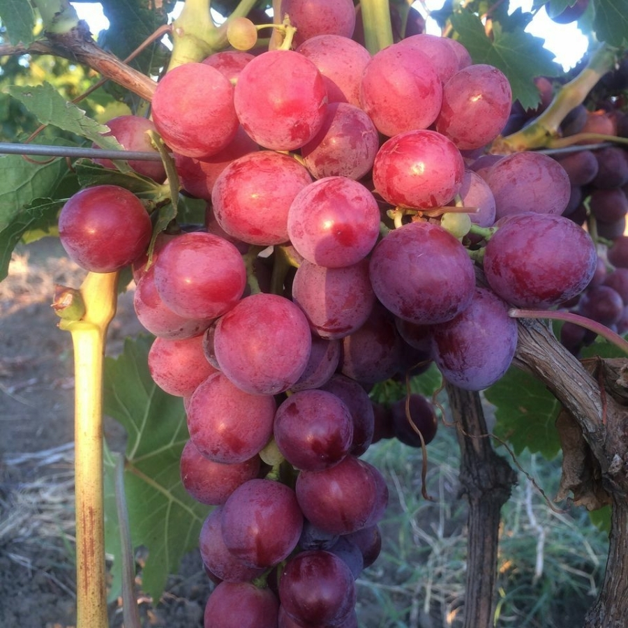Виноград Кардинал Виноград Кардинал - Dolina-Sad.Ru