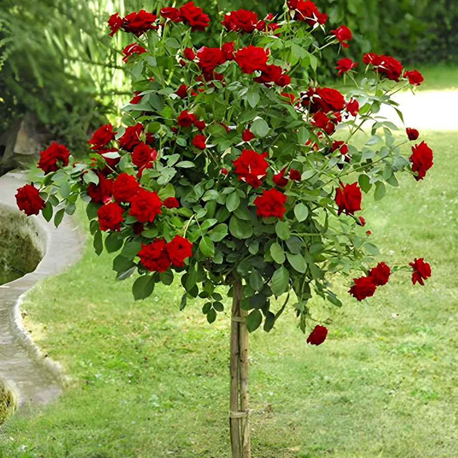 Роза штамбовая Николо Паганини - Dolina-Sad.Ru