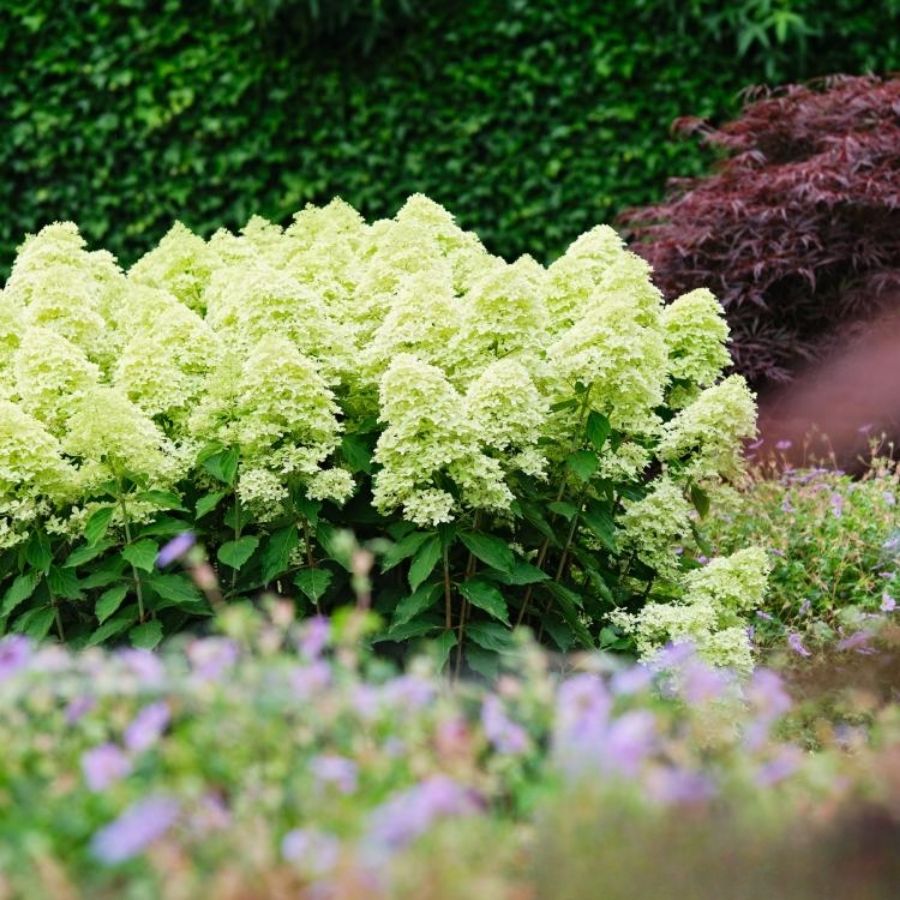 Гортензия метельчатая Мэджикал Лайм Спаркл, С3 - Dolina-Sad.Ru