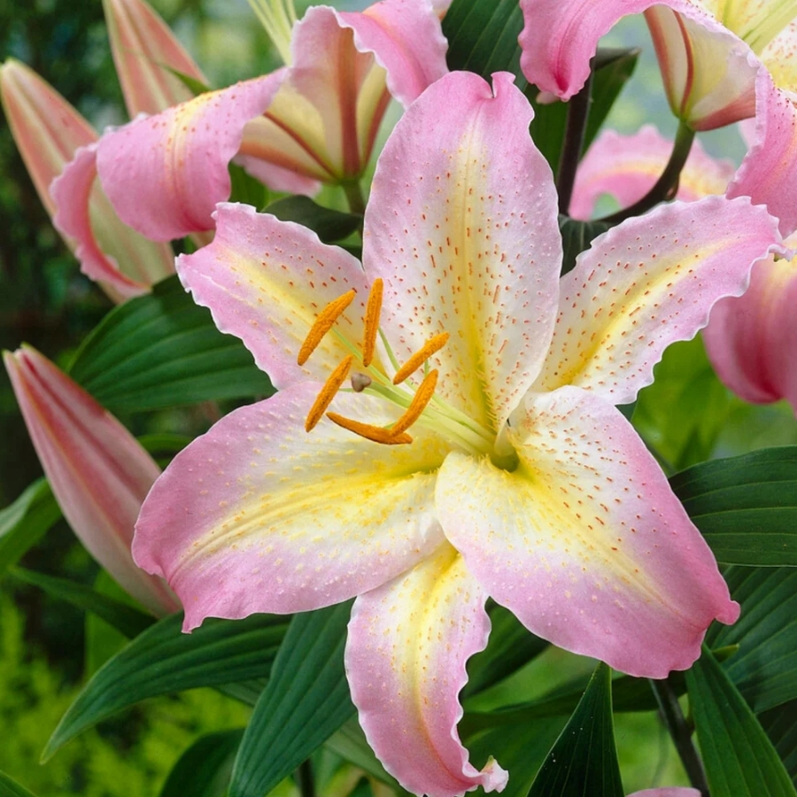 Лилия Капитан Триколор - Dolina-Sad.Ru