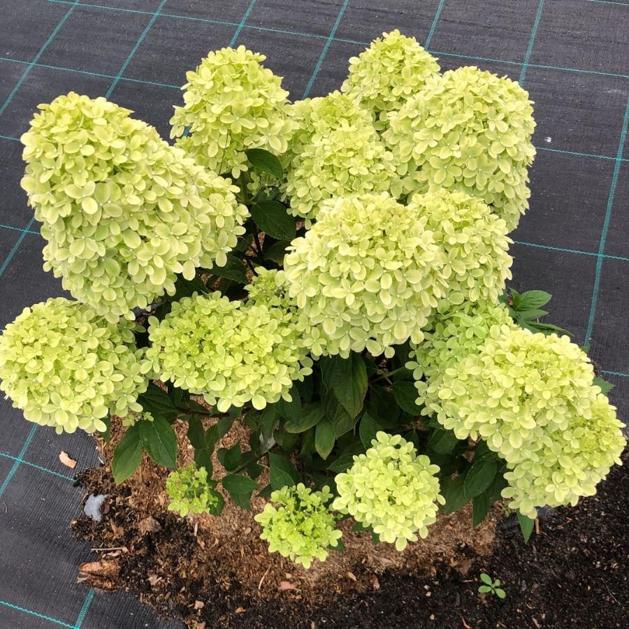 Гортензия метельчатая Литл Пассион, С2 Гортензия метельчатая Литл Пассион, С2 - Dolina-Sad.Ru