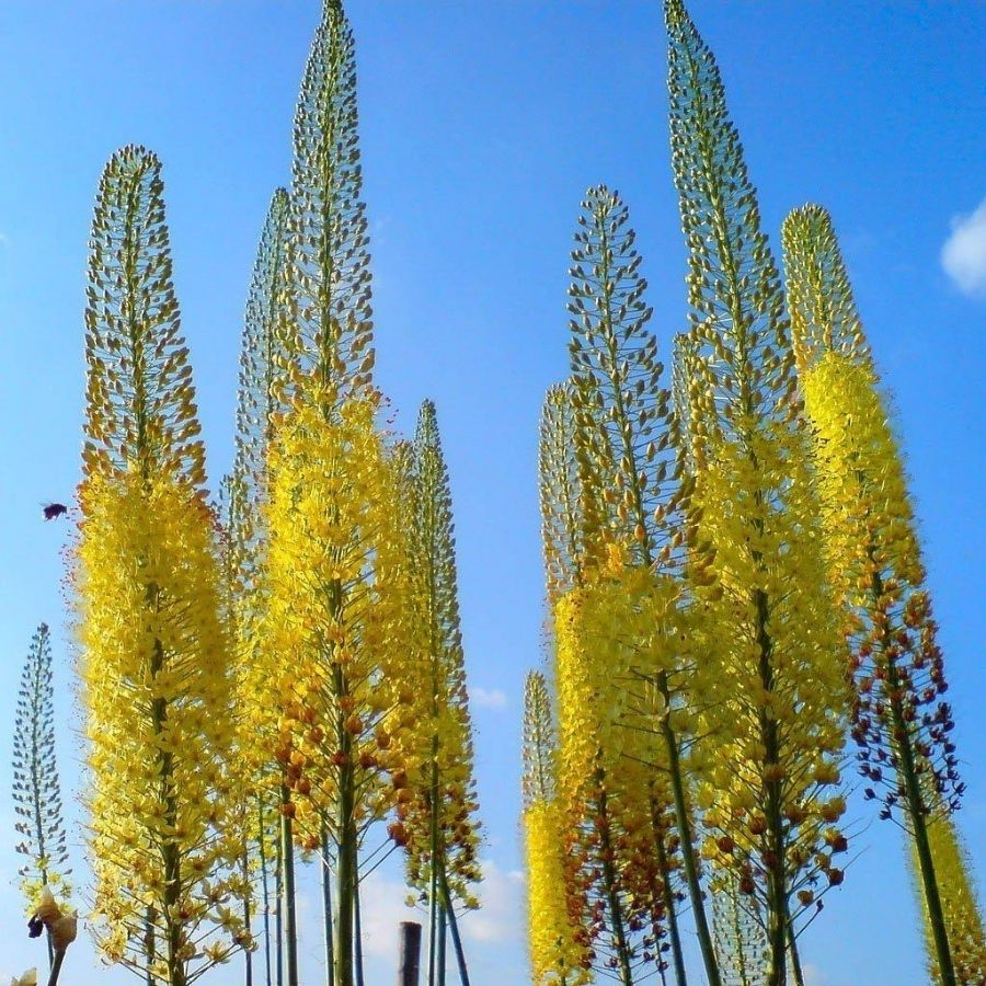 Эремурус Желтый Эремурус Желтый - Dolina-Sad.Ru