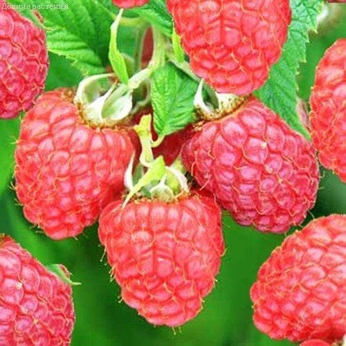 Малина Глен Файн (Английский Сорт)/Летняя фото