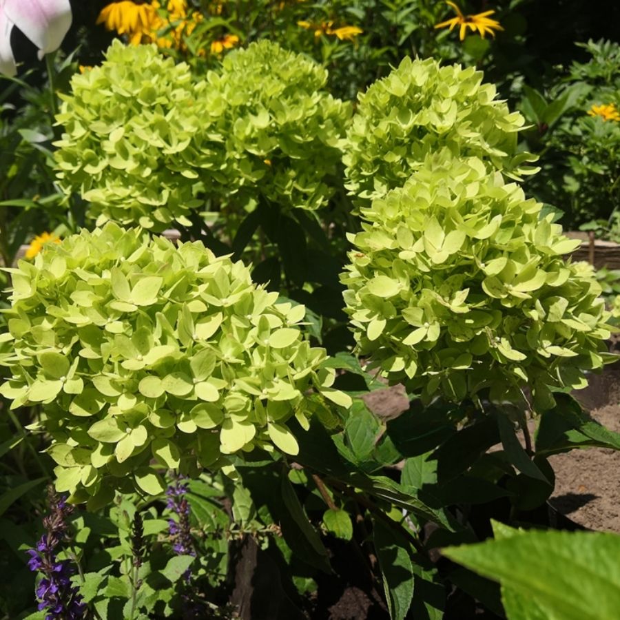 Гортензия метельчатая Би Грин, С2 - Dolina-Sad.Ru