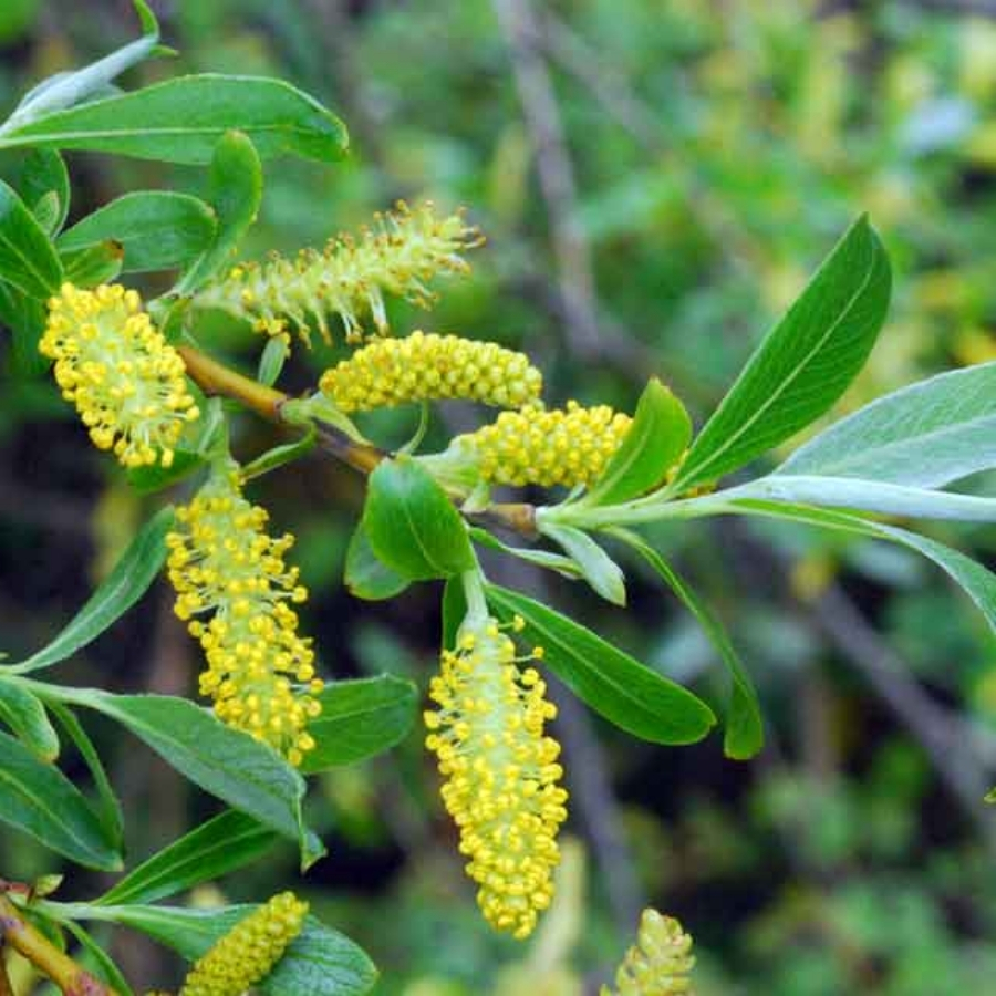 Ива ломкая, С3 - Dolina-Sad.Ru