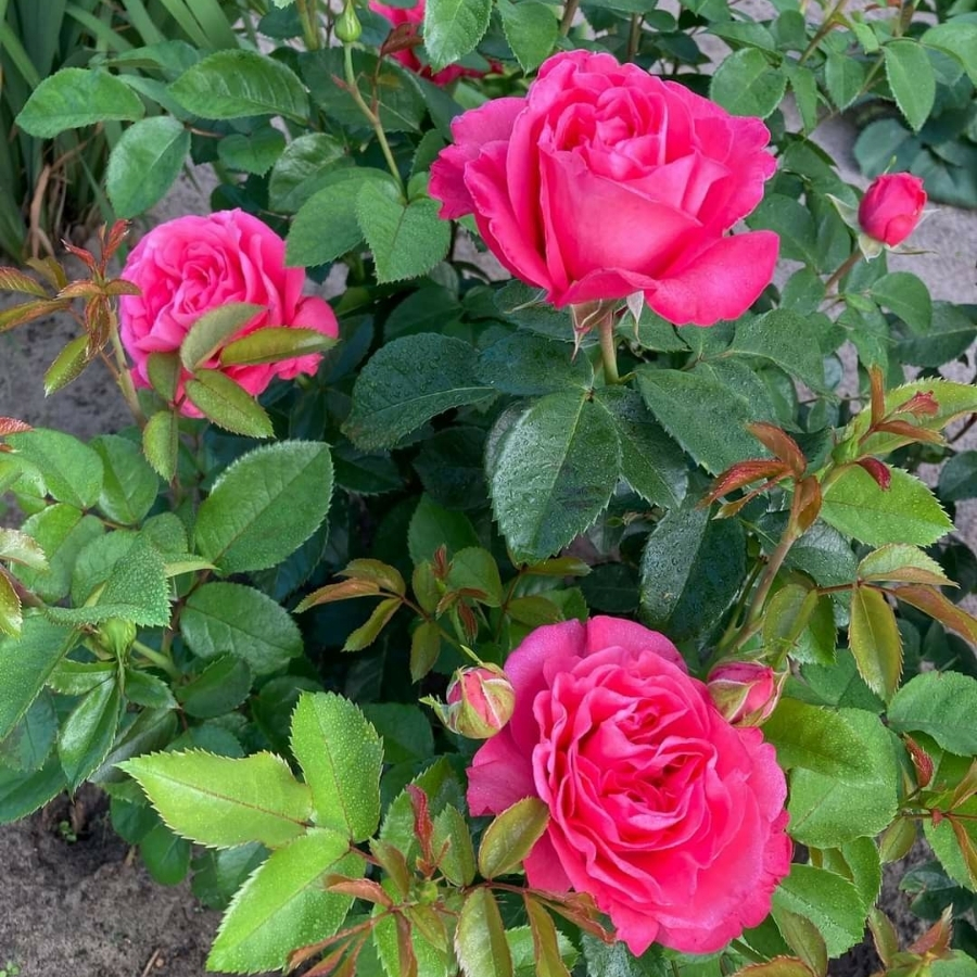 Роза Черри О в горшке - Dolina-Sad.Ru