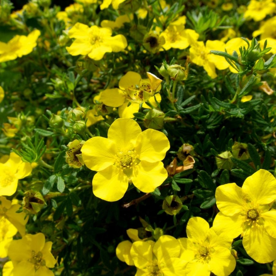 Лапчатка кустарниковая Голдстар, С3 - Dolina-Sad.Ru