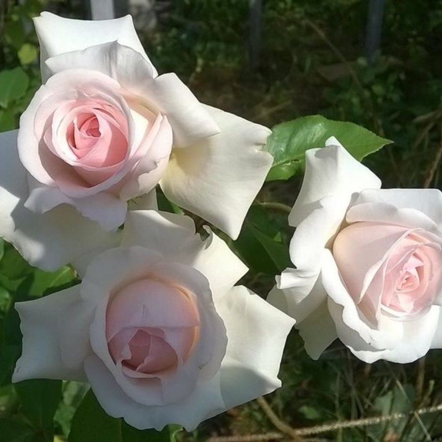 Роза штамбовая Шванензе - Dolina-Sad.Ru