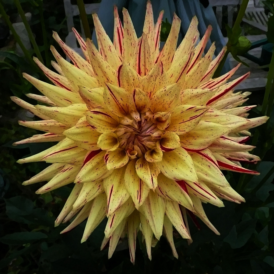 Георгина Марканти - Dolina-Sad.Ru